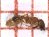  ( - LPC18-088-b)  @12 [ ] Laboratory of Social and Myrmecophilous Insects (2019) Casacci, Luca Pietro Polish Academy of Science, Museum and Institute of Zoology