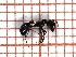  ( - LPC18-101-b)  @11 [ ] Laboratory of Social and Myrmecophilous Insects (2019) Casacci, Luca Pietro Polish Academy of Science, Museum and Institute of Zoology
