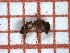  ( - LPC19-TEM2-1)  @11 [ ] Laboratory of Social and Myrmecophilous Insects (2019) Casacci, Luca Pietro Polish Academy of Science, Museum and Institute of Zoology