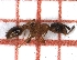  (Temnothorax nadigi - LPC19-TEM51-1)  @11 [ ] Laboratory of Social and Myrmecophilous Insects (2019) Casacci, Luca Pietro Polish Academy of Science, Museum and Institute of Zoology