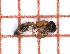  ( - LPC19-TEM5-1)  @11 [ ] Laboratory of Social and Myrmecophilous Insects (2019) Casacci, Luca Pietro Polish Academy of Science, Museum and Institute of Zoology