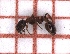  ( - LPC19-TEM1-001)  @11 [ ] Laboratory of Zoology (2020) Casacci, Luca Pietro Department of Life Sciences and Systems Biology, University of Turin