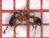  ( - LPC19-TEM45-1)  @11 [ ] Laboratory of Zoology (2020) Casacci, Luca Pietro Department of Life Sciences and Systems Biology, University of Turin
