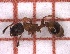  ( - LPC19-TEM48-1)  @11 [ ] Laboratory of Zoology (2020) Casacci, Luca Pietro Department of Life Sciences and Systems Biology, University of Turin