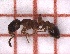  ( - LPC19-TEM59-1)  @11 [ ] Laboratory of Zoology (2020) Casacci, Luca Pietro Department of Life Sciences and Systems Biology, University of Turin