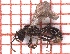  ( - LPC19-110-1)  @11 [ ] Laboratory of Zoology (2020) Casacci, Luca Pietro Department of Life Sciences and Systems Biology, University of Turin