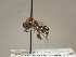  ( - TR-BC0244)  @11 [ ] Copyright (2022) Thibault Ramage Research Collection of Thibault Ramage