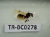  (Azteca delpini - TR-BC0278)  @11 [ ] Copyright (2022) Thibault Ramage Research Collection of Thibault Ramage
