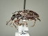 (Rhyncogonus butaudi - TR-BC0280)  @11 [ ] Copyright (2022) Thibault Ramage Research Collection of Thibault Ramage