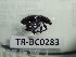  (Rhyncogonus tenebrosus - TR-BC0283)  @11 [ ] Copyright (2022) Thibault Ramage Research Collection of Thibault Ramage