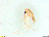  (Phlebotomus mascittii - MN812829)  @11 [ ] CreativeCommons - Attribution Share-Alike (2020) Kniha Edwin Medical University of Vienna