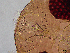  ( - MN812829)  @11 [ ] CreativeCommons - Attribution Share-Alike (2020) Kniha Edwin Medical University of Vienna