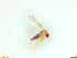  (Phlebotomus simici - MN812831)  @11 [ ] CreativeCommons - Attribution Share-Alike (2020) Kniha Edwin Medical University of Vienna