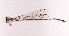 (Coeliccia mientrung - DG05081701)  @11 [ ] Copyright (2024) Unspecified University of Science, Vietnam National University, Hanoi