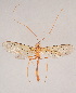  (Stauropoctonus inaequalis - IEBR-Ich-56)  @11 [ ] Copyright (2024) Unspecified University of Science, Vietnam National University, Hanoi