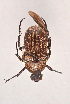  (Cosmiomorpha - IEBR-Sca-07)  @11 [ ] Copyright (2024) Unspecified University of Science, Vietnam National University, Hanoi