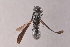  (Pararrhynchium striatum - IEBR-Ves-253)  @11 [ ] Copyright (2024) Unspecified University of Science, Vietnam National University, Hanoi