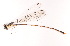  (Coeliccia lecongcoi - NL07061902)  @11 [ ] Copyright (2024) Unspecified University of Science, Vietnam National University, Hanoi