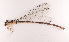  (Coeliccia uenoi - ODO-37)  @11 [ ] Copyright (2024) Unspecified University of Science, Vietnam National University, Hanoi