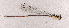  (Coeliccia lephuocdieui - ODO-38)  @11 [ ] Copyright (2024) Unspecified University of Science, Vietnam National University, Hanoi