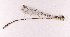  (Coeliccia bhriulieci - ODO-39)  @11 [ ] Copyright (2024) Unspecified University of Science, Vietnam National University, Hanoi