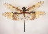  (Chlorogomphus hoaian - ODO-52)  @11 [ ] Copyright (2024) Unspecified University of Science, Vietnam National University, Hanoi