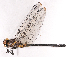 (Chlorogomphus aritai - ODO-53)  @11 [ ] Copyright (2024) Unspecified University of Science, Vietnam National University, Hanoi