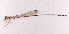  (Protosticta socculus - ODO-57)  @11 [ ] Copyright (2024) Unspecified University of Science, Vietnam National University, Hanoi