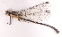  (Leptogomphus inouei - ST21081701)  @11 [ ] Copyright (2024) Unspecified University of Science, Vietnam National University, Hanoi