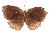  (Elymnias hypermnestra - VNMN016)  @11 [ ] Copyright (2024) Unspecified University of Science, Vietnam National University, Hanoi