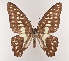  (Graphium doson robinson - VNMN-31)  @11 [ ] Copyright (2024) Unspecified University of Science, Vietnam National University, Hanoi