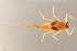  (Drunella perculta - VNU-Eph-25)  @11 [ ] Copyright (2024) Unspecified University of Science, Vietnam National University, Hanoi