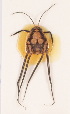  (Ventidius longitarsus - VNU-Ger-09)  @11 [ ] Copyright (2024) Unspecified University of Science, Vietnam National University, Hanoi