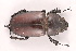  (Lucanus dongi - VNU-Luca-16)  @11 [ ] Copyright (2024) Unspecified University of Science, Vietnam National University, Hanoi