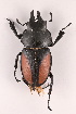  (Neolucanus punctulatus - VNU-Luca-22)  @11 [ ] Copyright (2024) Unspecified University of Science, Vietnam National University, Hanoi