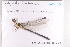  (Leptogomphus baolocensis - ODO-47)  @11 [ ] Copyright (2024) Unspecified University of Science, Vietnam National University, Hanoi