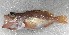  ( - VIV0029.06.1)  @11 [ ] NRR (2023) Dmitriy Artemenkov Russian Federal Research Institute of Fisheries and Oceanography
