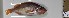  ( - VIV0031.06.1)  @11 [ ] NRR (2023) Dmitriy Artemenkov Russian Federal Research Institute of Fisheries and Oceanography