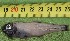  ( - VDB2829)  @11 [ ] NRR (2018) Dmitriy Artemenkov Russian Federal Research Institute of Fisheries and Oceanography