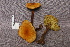 ( - TRTC157208)  @11 [ ] CreativeCommons - Attribution Non-Commercial Share-Alike (2010) Unspecified Royal Ontario Museum
