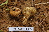 ( - TRTC157223)  @11 [ ] CreativeCommons - Attribution Non-Commercial Share-Alike (2010) Unspecified Royal Ontario Museum
