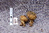  ( - TRTC157223)  @11 [ ] CreativeCommons - Attribution Non-Commercial Share-Alike (2010) Unspecified Royal Ontario Museum