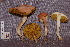  ( - TRTC157229)  @11 [ ] CreativeCommons - Attribution Non-Commercial Share-Alike (2010) Unspecified Royal Ontario Museum