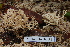  ( - TRTC157231)  @11 [ ] CreativeCommons - Attribution Non-Commercial Share-Alike (2010) Unspecified Royal Ontario Museum