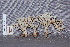  (Tremellodendron sp - TRTC157231)  @11 [ ] CreativeCommons - Attribution Non-Commercial Share-Alike (2010) Unspecified Royal Ontario Museum