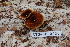  (Coltricia sp - TRTC157236)  @11 [ ] CreativeCommons - Attribution Non-Commercial Share-Alike (2010) Unspecified Royal Ontario Museum