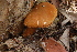  (Tylopilus sp - TRTC157237)  @11 [ ] CreativeCommons - Attribution Non-Commercial Share-Alike (2010) Unspecified Royal Ontario Museum