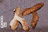  ( - TRTC157238)  @11 [ ] CreativeCommons - Attribution Non-Commercial Share-Alike (2010) Unspecified Royal Ontario Museum