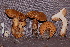  ( - TRTC157240)  @11 [ ] CreativeCommons - Attribution Non-Commercial Share-Alike (2010) Unspecified Royal Ontario Museum