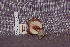  ( - TRTC157241)  @11 [ ] CreativeCommons - Attribution Non-Commercial Share-Alike (2010) Unspecified Royal Ontario Museum